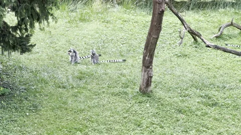 Funny ring-tailed lemurs. Stock video clip. Stock Footage 202324600