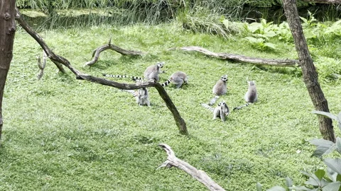 Funny ring-tailed lemurs. Stock video clip. Stock Footage 202324653