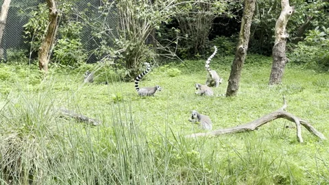 Funny ring-tailed lemurs. Stock video click. Stock Footage 202324674