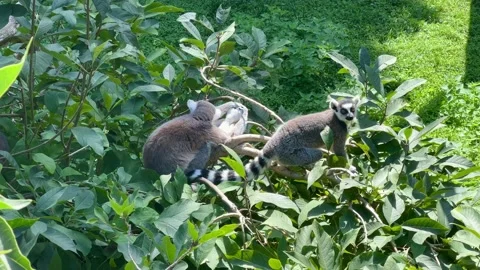 Funny ring-tailed lemurs. Stock video clip. 4K Stock Footage 204125683