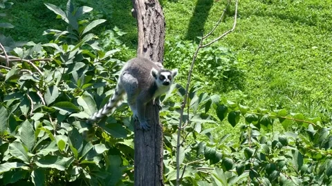 Funny ring-tailed lemurs. Stock video clip. 4K Stock Footage 204125685