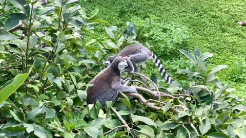 Funny ring-tailed lemurs. Stock video clip. 4K Stock Footage 204127356