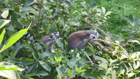 Funny ring-tailed lemurs. Stock video clip. Stock Footage 204127398