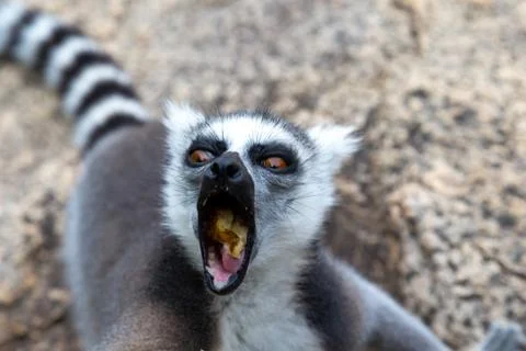 The funny ring-tailed lemurs in their natural environment Stock Photos