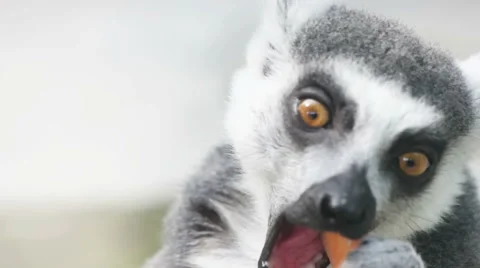Funny ringtailed  lemur, close-up Stock Footage 65455451