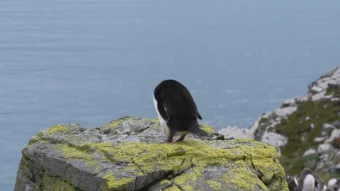 Funny Rockhopper Penguin Jumping and Turning Around On Top of Rock Near Oce.. Stock Footage 340286776
