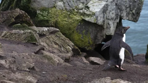 Funny Rockhopper Penguin Slow Motion in Colony in the Falkland Islands Wild.. Stock Footage 340288474