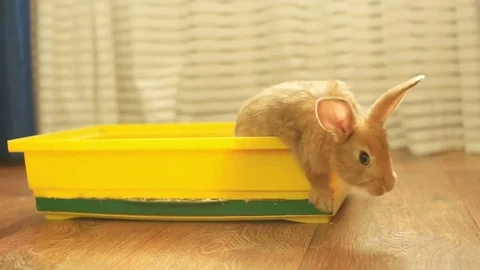 Funny rodent in a box Stock-Footage 82068594