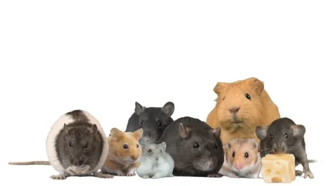 Funny rodents on a white background Stock Footage 104195287