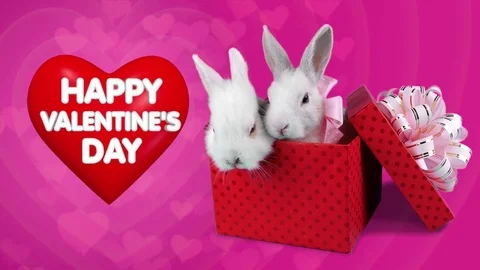 A funny romantic couple of rabbits in present box, Happy Valentines Day concept Stock Footage 71467586