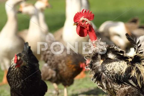 Funny rooster trying to be proud on farm yard Stock Photos