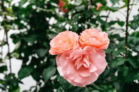 Funny rose in the shape of the animal's head. Beauty style wallpaper. Stock Photos