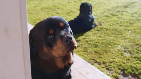 Funny Rottweiler dog looking on camera with his kind eyes against another lying Stock Footage 229945767