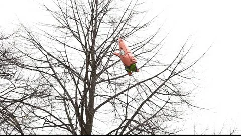 Funny scene with balloon on the tree Stock Footage 5090686