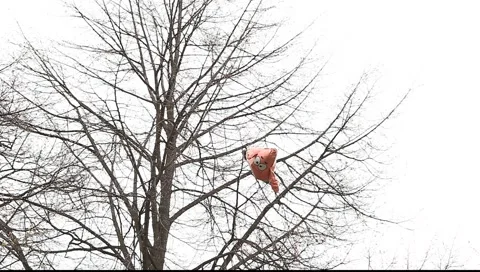Funny scene with balloon on the tree Vídeo Stock 5090731