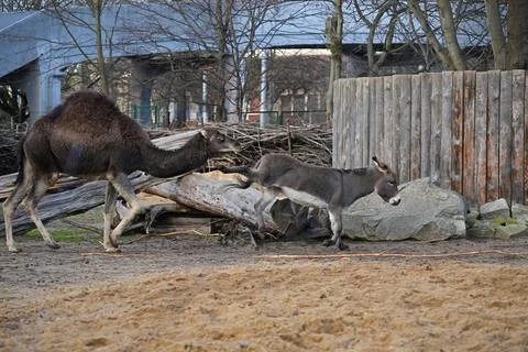 Funny scene as Camel chasing an donkey in the zoo. Stock Photos