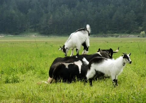 Funny scene on the meadow Stock Photos