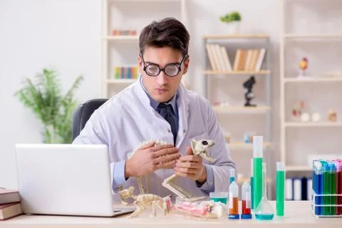 Funny scientist with cat skeleton in lab clinic Stock Photos