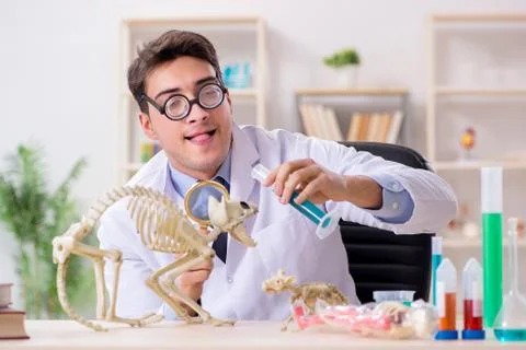 Funny scientist with cat skeleton in lab clinic Stock Photos