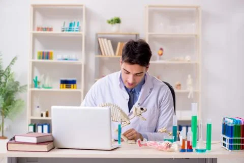 Funny scientist with cat skeleton in lab clinic Stock Photos