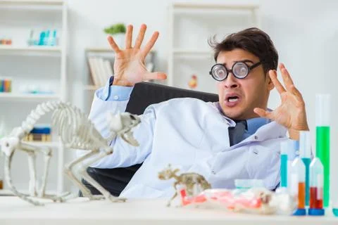 Funny scientist with cat skeleton in lab clinic Stock Photos