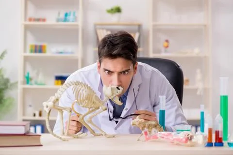 Funny scientist with cat skeleton in lab clinic Stock Photos