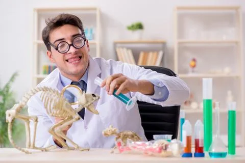 Funny scientist with cat skeleton in lab clinic Stock Photos