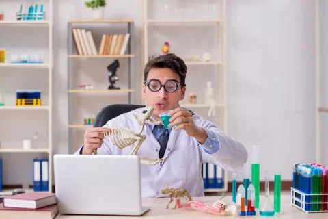 Funny scientist with cat skeleton in lab clinic Stock Photos