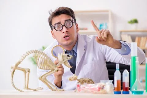 Funny scientist with cat skeleton in lab clinic Stock Photos