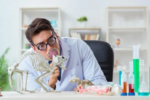 Funny scientist with cat skeleton in lab clinic Stock Photos