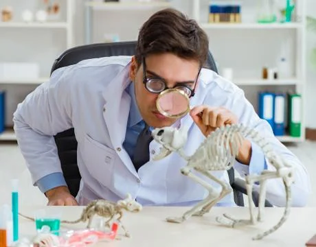 Funny scientist with cat skeleton in lab clinic Stock Photos
