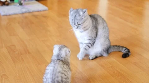 Funny scottish cat attacks kitten Stock Footage