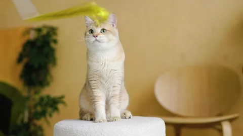 Funny Scottish Fold cat with beautiful big eyes in the home. Stock Footage 261182425