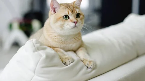 Funny Scottish Fold cat with beautiful Stock Video Pond5