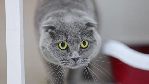 Funny Scottish Fold cat with big yellow eyes looks surprised, expressing pure Stock Footage 307605057
