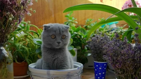Funny Scottish Fold cat sitting in pan, following the toy by his big orange Stock Footage 111475408