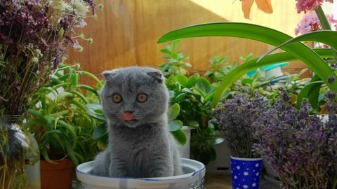 Funny Scottish Fold cat sitting in pan, following the toy by his eyes Stock Footage 111475846