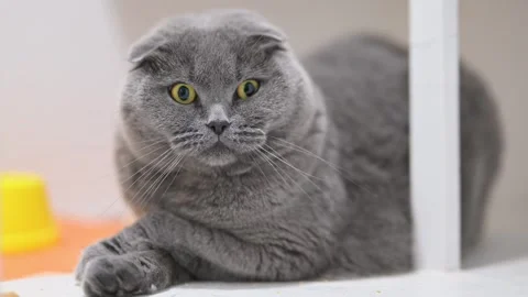 Funny Scottish Fold cat with wide eyes and paws crossed stares curiously Stock Footage 305198228