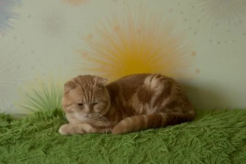 Funny scottish fold cats Stock Photos
