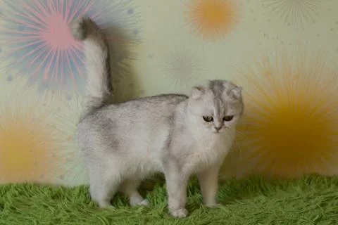 Funny scottish fold cats Foto stock