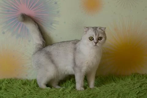 Funny scottish fold cats Stock Photos