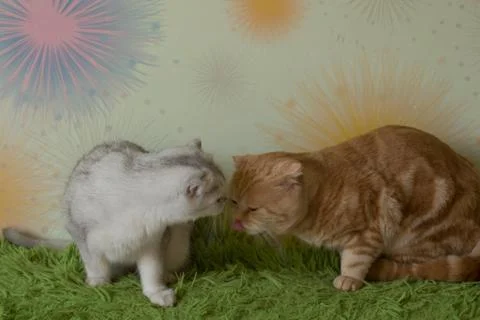 Funny scottish fold cats Stock Photos