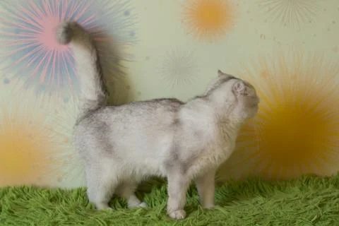 Funny scottish fold cats Foto stock