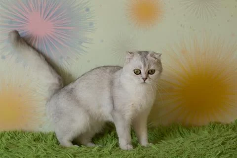 Funny scottish fold cats Stock Photos