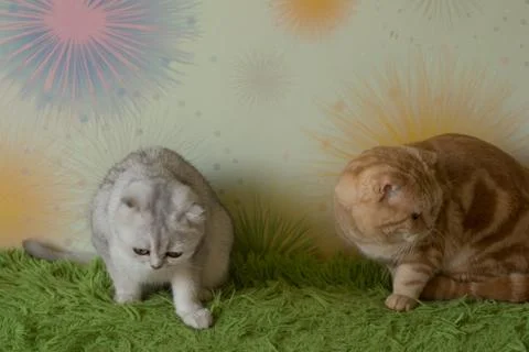 Funny scottish fold cats Stock Photos