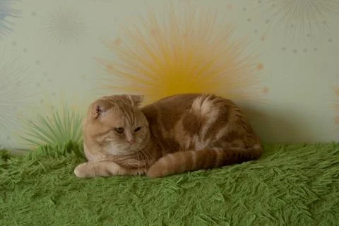 Funny scottish fold cats Foto stock