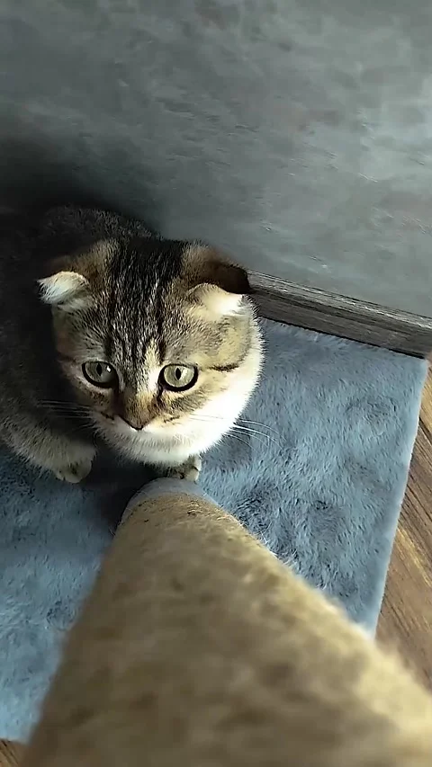Funny Scottish Fold Kitten Jumping High on Scratching Post Stock Footage 336554791