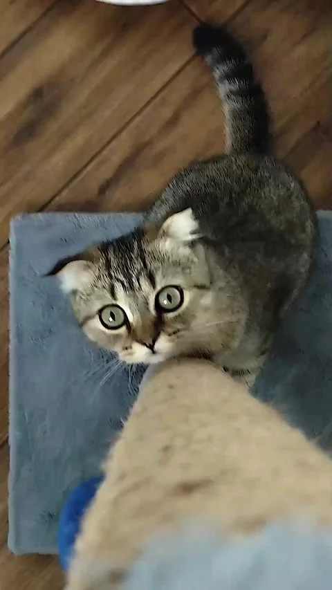 Funny Scottish Fold Kitten Jumping High on Scratching Post Stock Footage 336554792