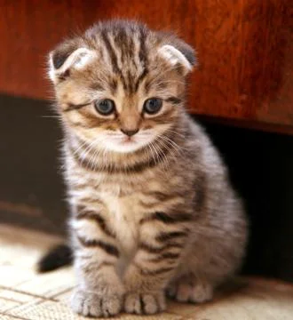 Funny scottish fold kitten Stock Photos