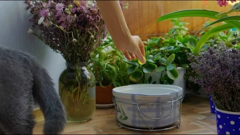 Funny Scottish Fold kitten playing with ball and pan at home Stock Footage 111472629